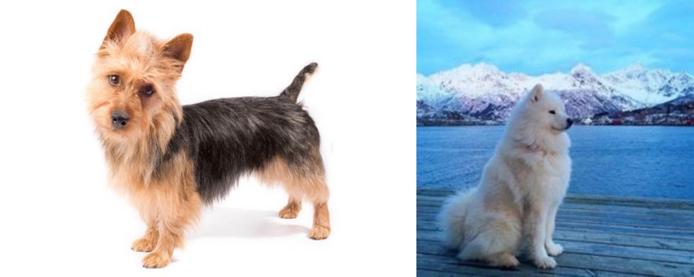 Samoyed vs Australian Terrier - Breed Comparison