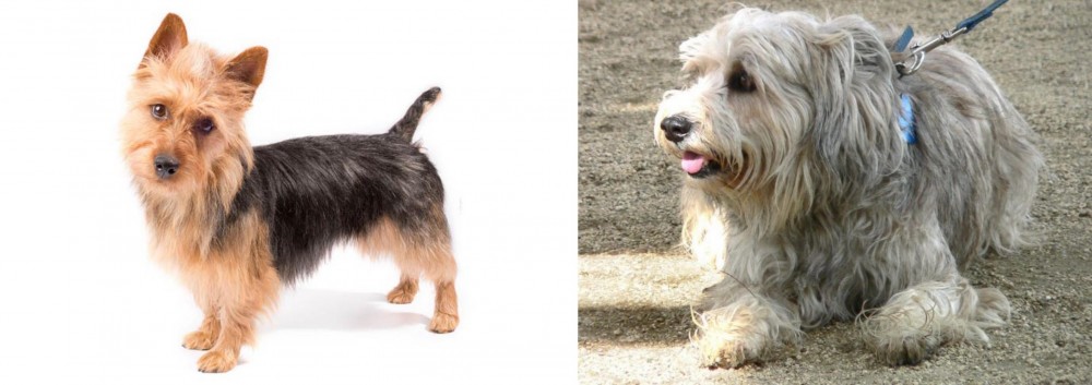 Sapsali vs Australian Terrier - Breed Comparison