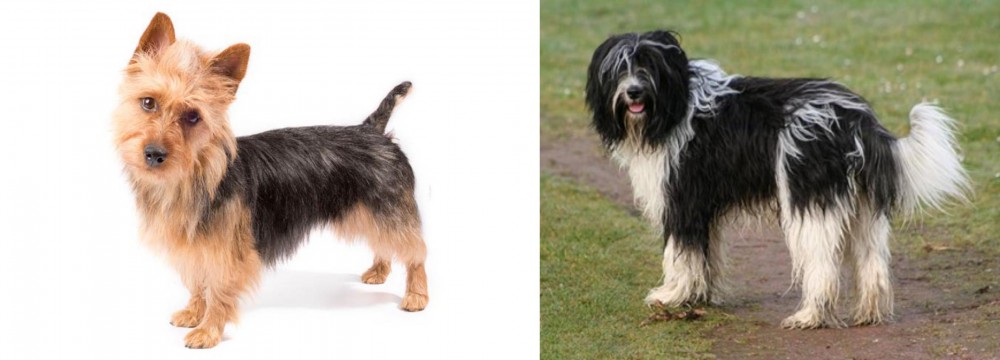 Schapendoes vs Australian Terrier - Breed Comparison
