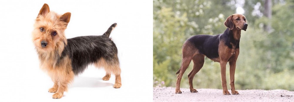 Schillerstovare vs Australian Terrier - Breed Comparison