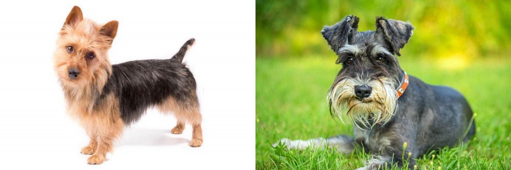 Schnauzer vs Australian Terrier - Breed Comparison