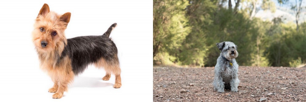 Schnoodle vs Australian Terrier - Breed Comparison