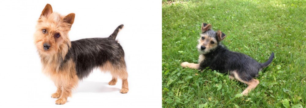 Schnorkie vs Australian Terrier - Breed Comparison
