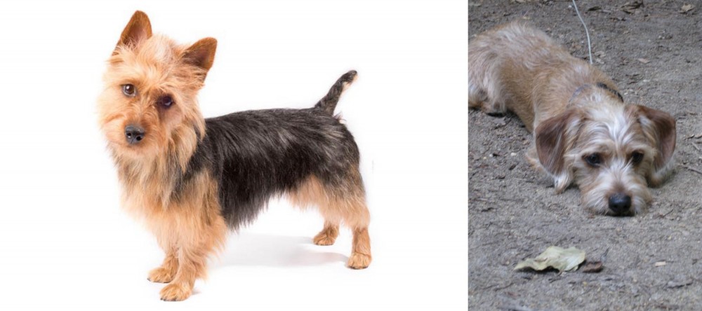 Schweenie vs Australian Terrier - Breed Comparison