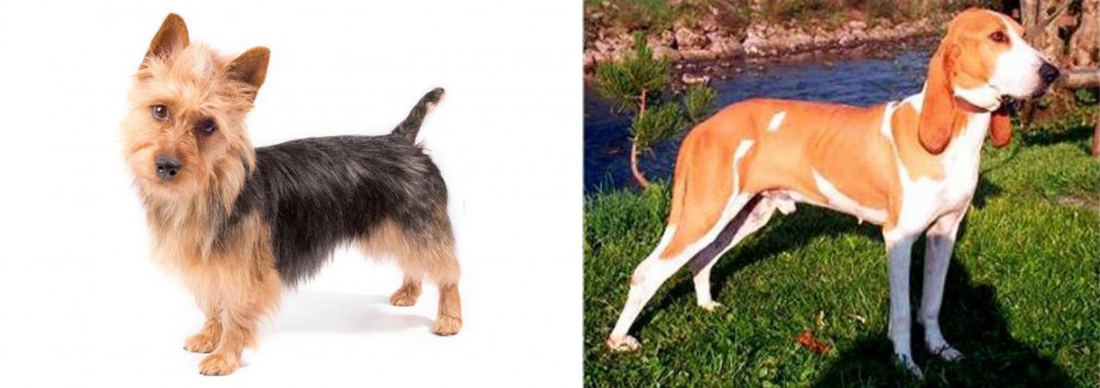 Schweizer Laufhund vs Australian Terrier - Breed Comparison