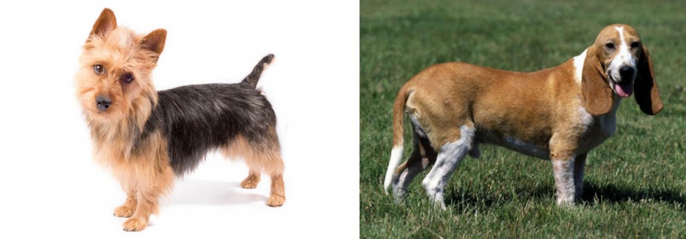 Schweizer Niederlaufhund vs Australian Terrier - Breed Comparison