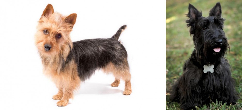 Scoland Terrier vs Australian Terrier - Breed Comparison