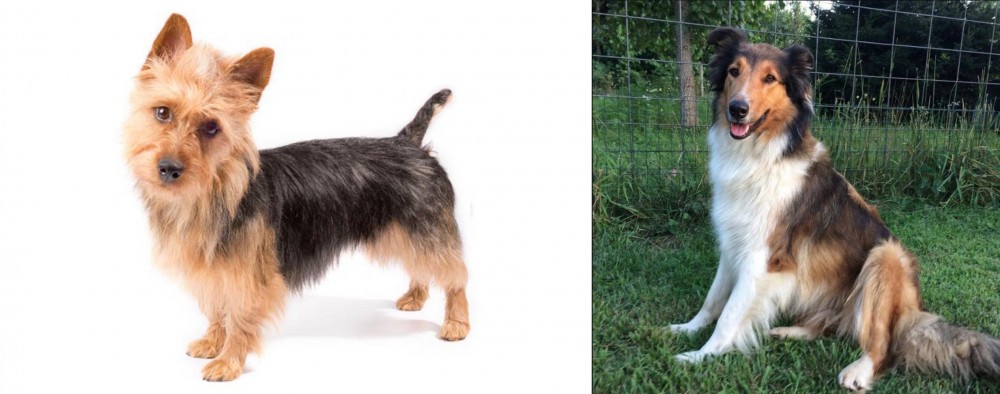 Scotch Collie vs Australian Terrier - Breed Comparison