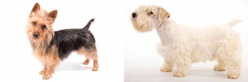 Sealyham Terrier vs Australian Terrier - Breed Comparison