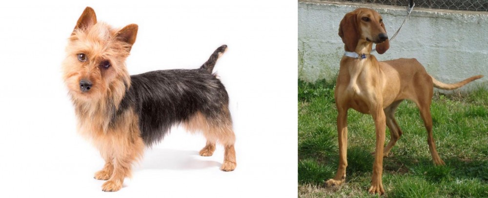 Segugio Italiano vs Australian Terrier - Breed Comparison