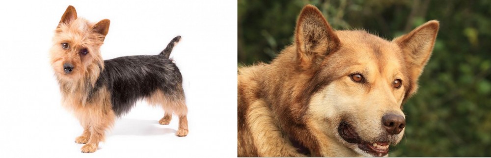 Seppala Siberian Sleddog vs Australian Terrier - Breed Comparison