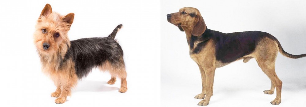 Serbian Hound vs Australian Terrier - Breed Comparison