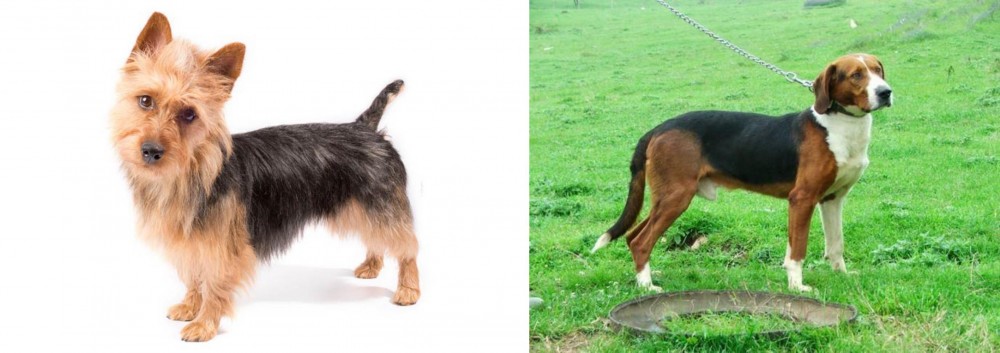Serbian Tricolour Hound vs Australian Terrier - Breed Comparison