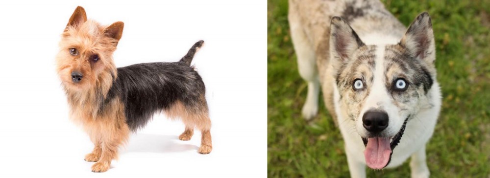 Shepherd Husky vs Australian Terrier - Breed Comparison
