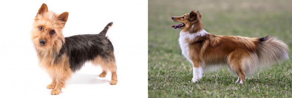 Shetland Sheepdog vs Australian Terrier - Breed Comparison