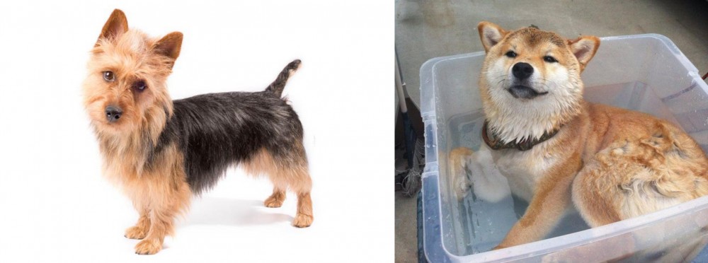 Shiba Inu vs Australian Terrier - Breed Comparison