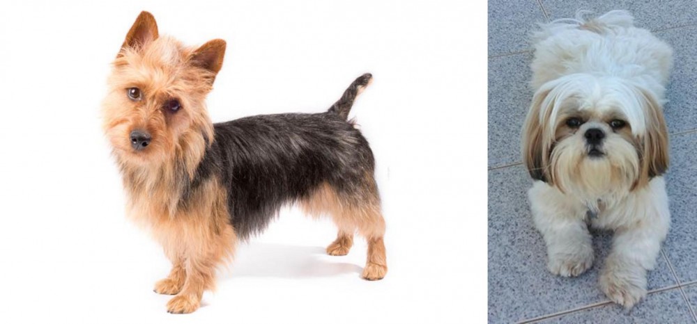 Shih Tzu vs Australian Terrier - Breed Comparison