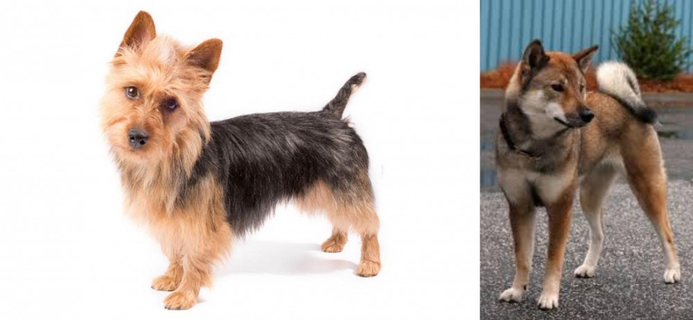 Shikoku vs Australian Terrier - Breed Comparison