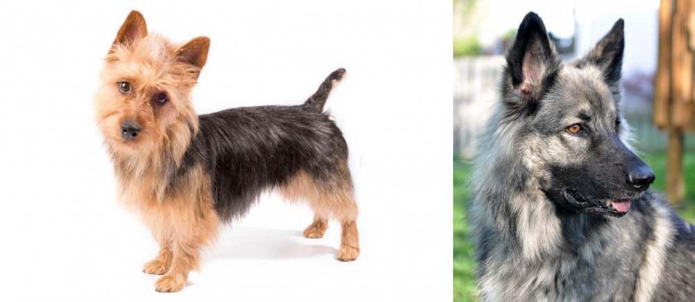 Shiloh Shepherd vs Australian Terrier - Breed Comparison
