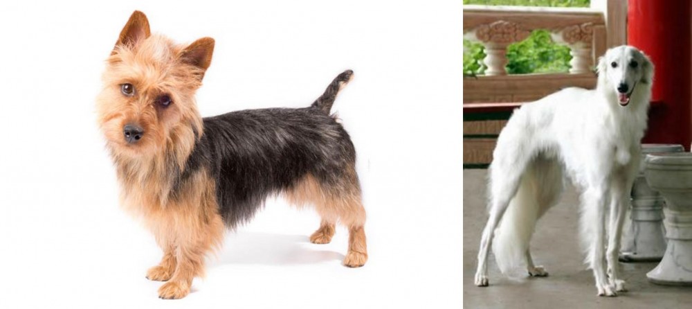 Silken Windhound vs Australian Terrier - Breed Comparison