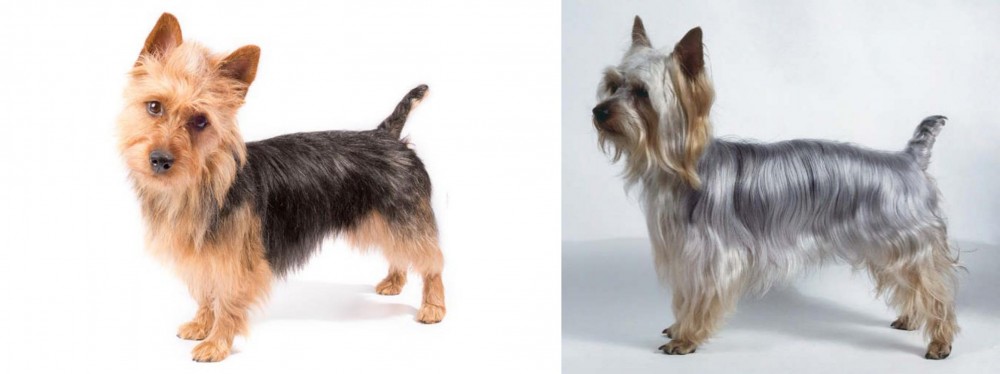 Silky Terrier vs Australian Terrier - Breed Comparison