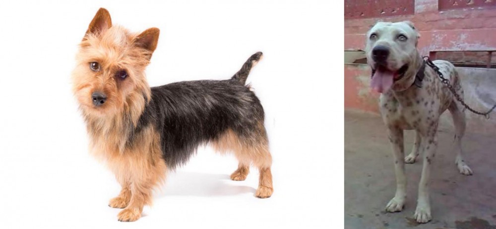 Sindh Mastiff vs Australian Terrier - Breed Comparison