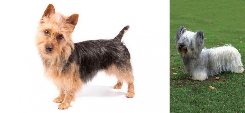 Skye Terrier vs Australian Terrier - Breed Comparison