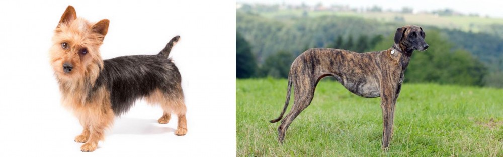 Sloughi vs Australian Terrier - Breed Comparison