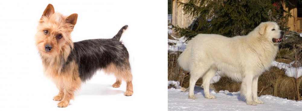 Slovak Cuvac vs Australian Terrier - Breed Comparison