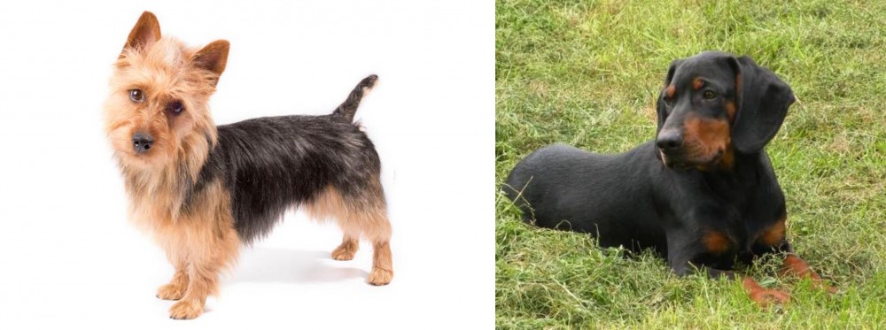 Slovakian Hound vs Australian Terrier - Breed Comparison