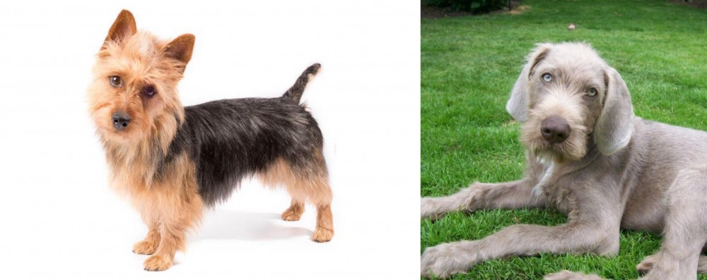 Slovakian Rough Haired Pointer vs Australian Terrier - Breed Comparison