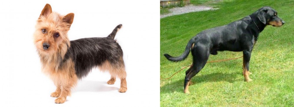 Smalandsstovare vs Australian Terrier - Breed Comparison