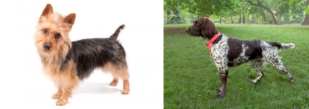 Small Munsterlander vs Australian Terrier - Breed Comparison