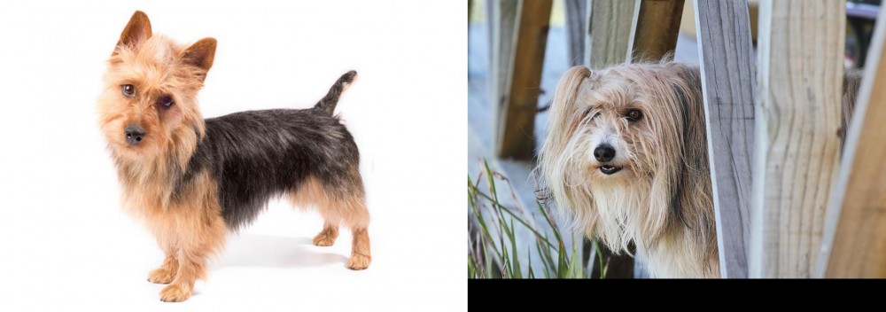 Smithfield vs Australian Terrier - Breed Comparison