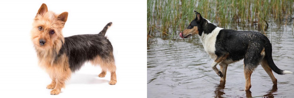 Smooth Collie vs Australian Terrier - Breed Comparison