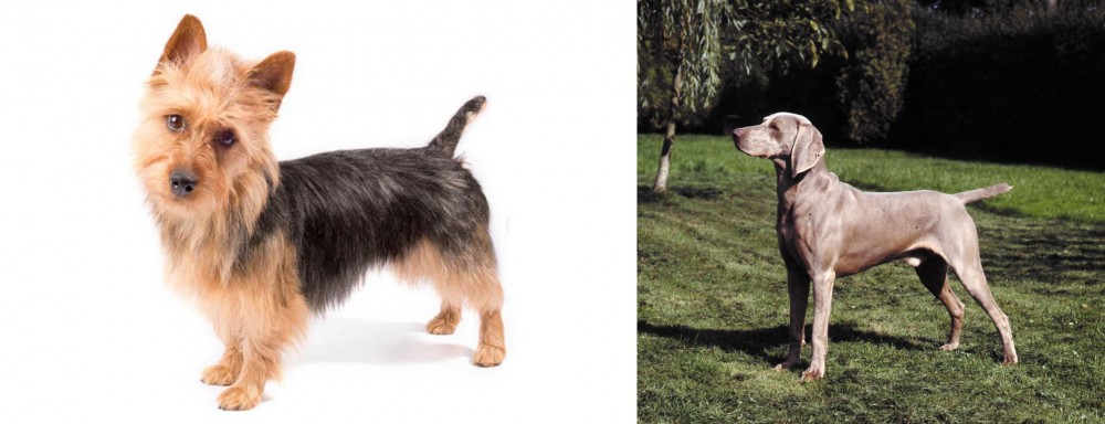 Smooth Haired Weimaraner vs Australian Terrier - Breed Comparison