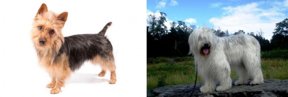 South Russian Ovcharka vs Australian Terrier - Breed Comparison