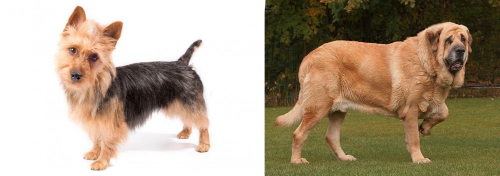 Spanish Mastiff vs Australian Terrier - Breed Comparison