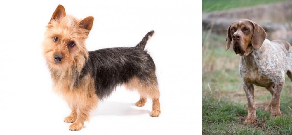 Spanish Pointer vs Australian Terrier - Breed Comparison