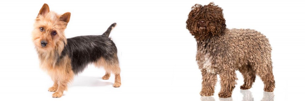 Spanish Water Dog vs Australian Terrier - Breed Comparison