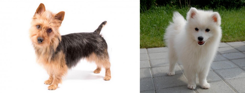 Spitz vs Australian Terrier - Breed Comparison