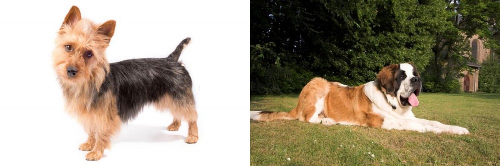 St. Bernard vs Australian Terrier - Breed Comparison