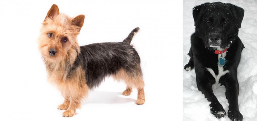 St. John's Water Dog vs Australian Terrier - Breed Comparison