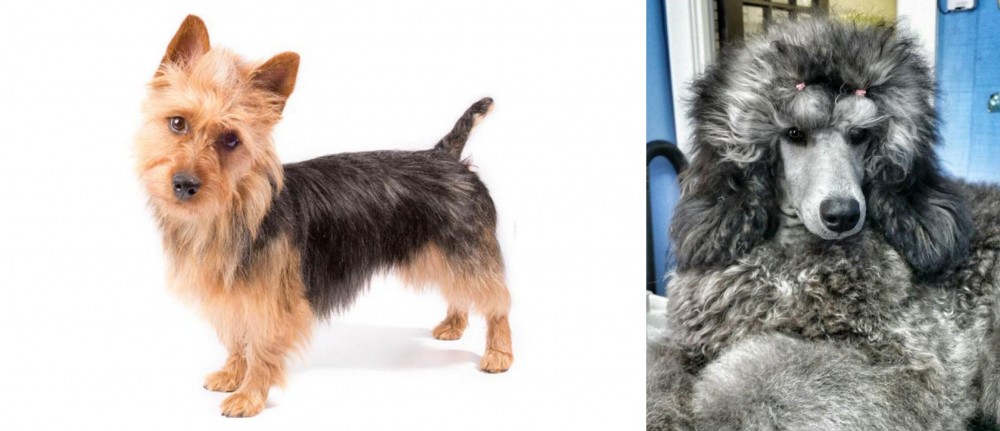 Standard Poodle vs Australian Terrier - Breed Comparison