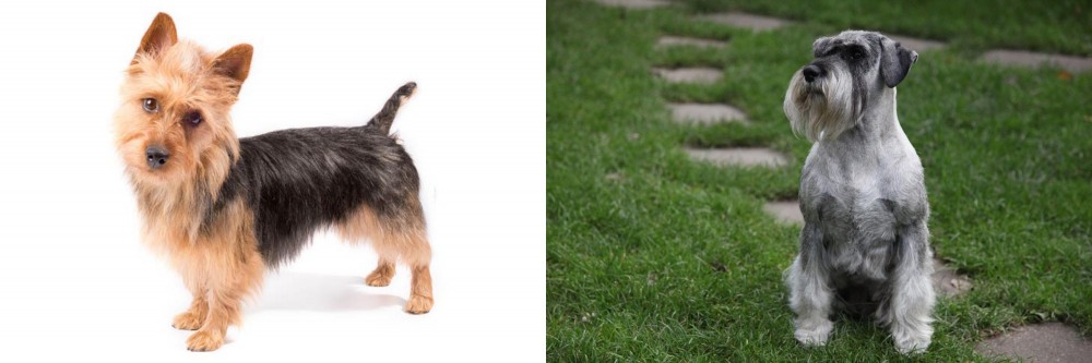 Standard Schnauzer vs Australian Terrier - Breed Comparison