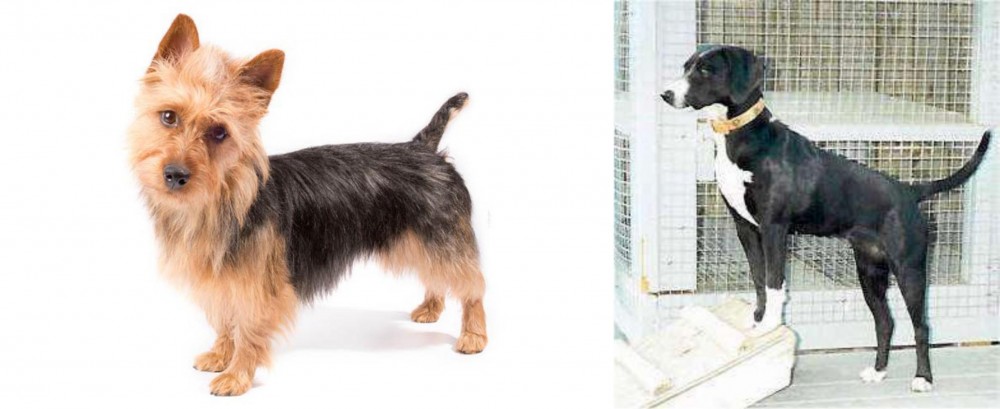 Stephens Stock vs Australian Terrier - Breed Comparison