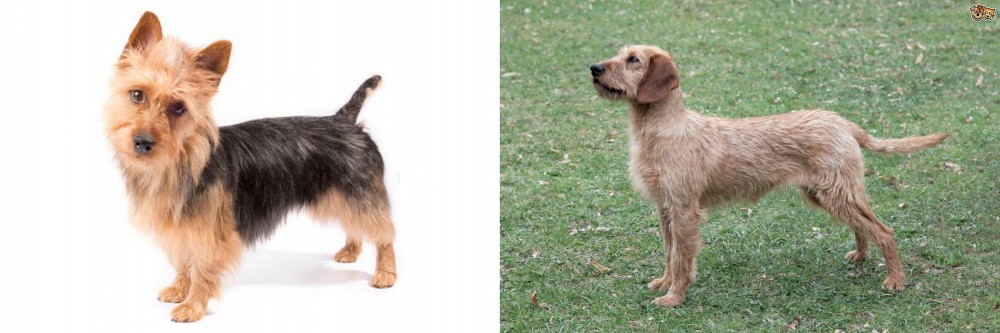 Styrian Coarse Haired Hound vs Australian Terrier - Breed Comparison