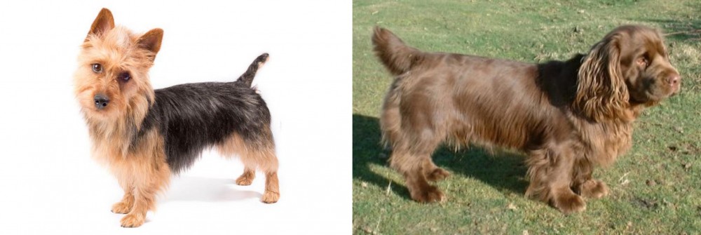 Sussex Spaniel vs Australian Terrier - Breed Comparison