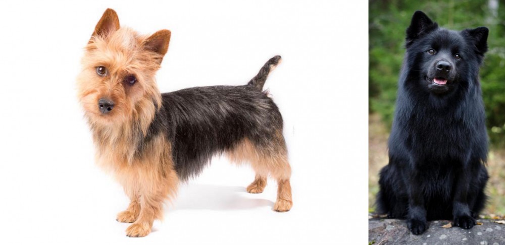 Swedish Lapphund vs Australian Terrier - Breed Comparison