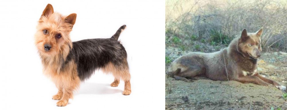 Tahltan Bear Dog vs Australian Terrier - Breed Comparison